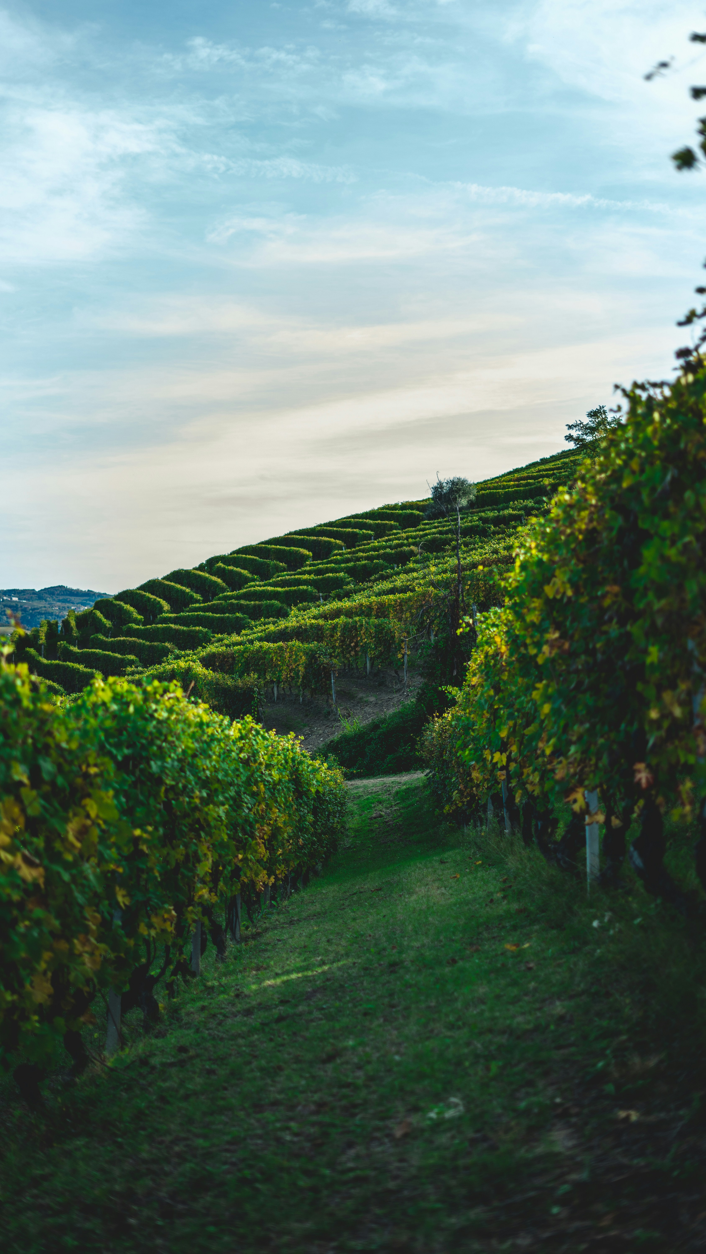 vignes pilier environnemental