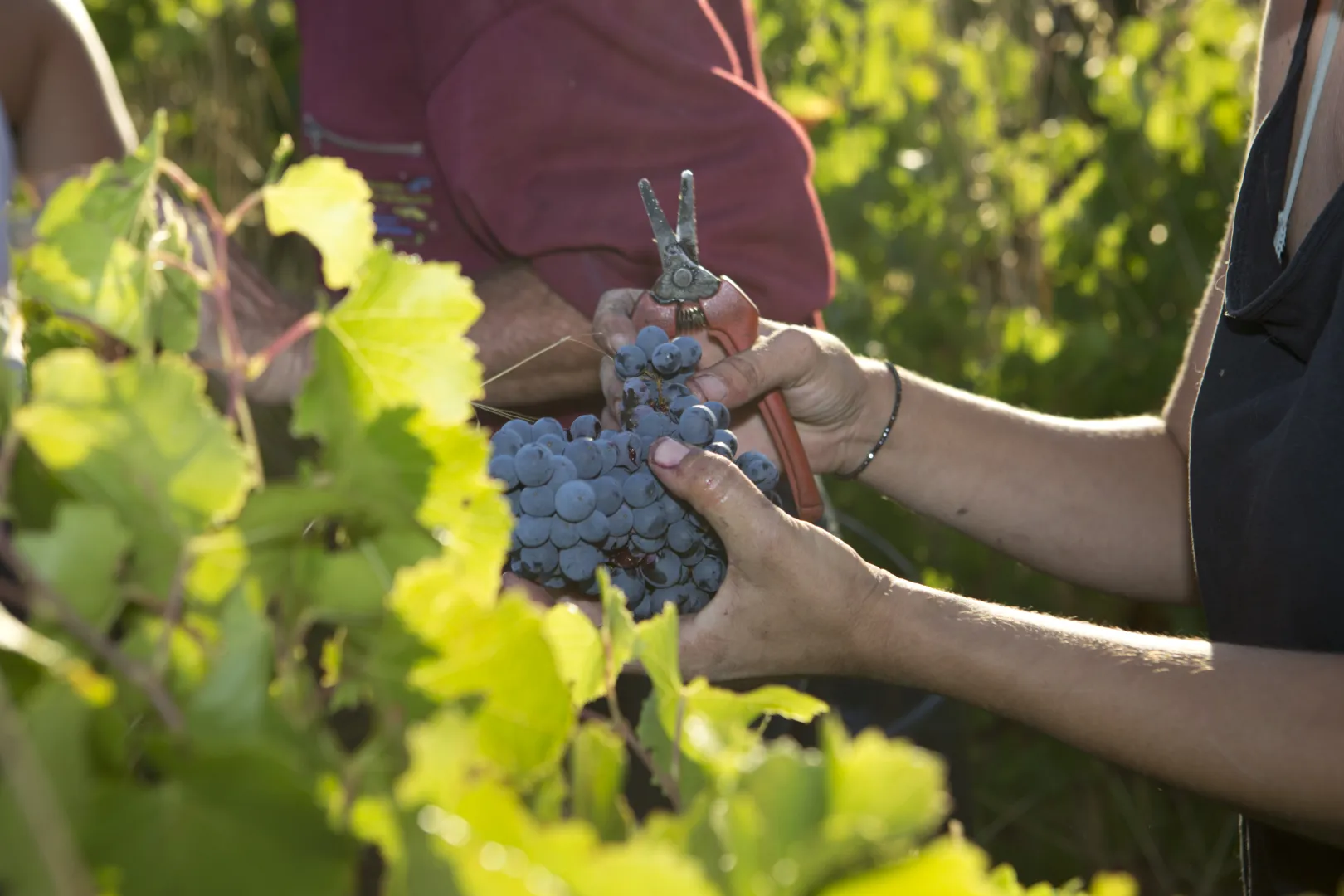 vendanges
