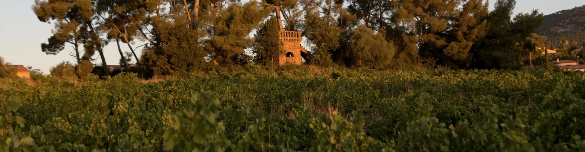 Domaine Matteri - Les chroniques du domaine