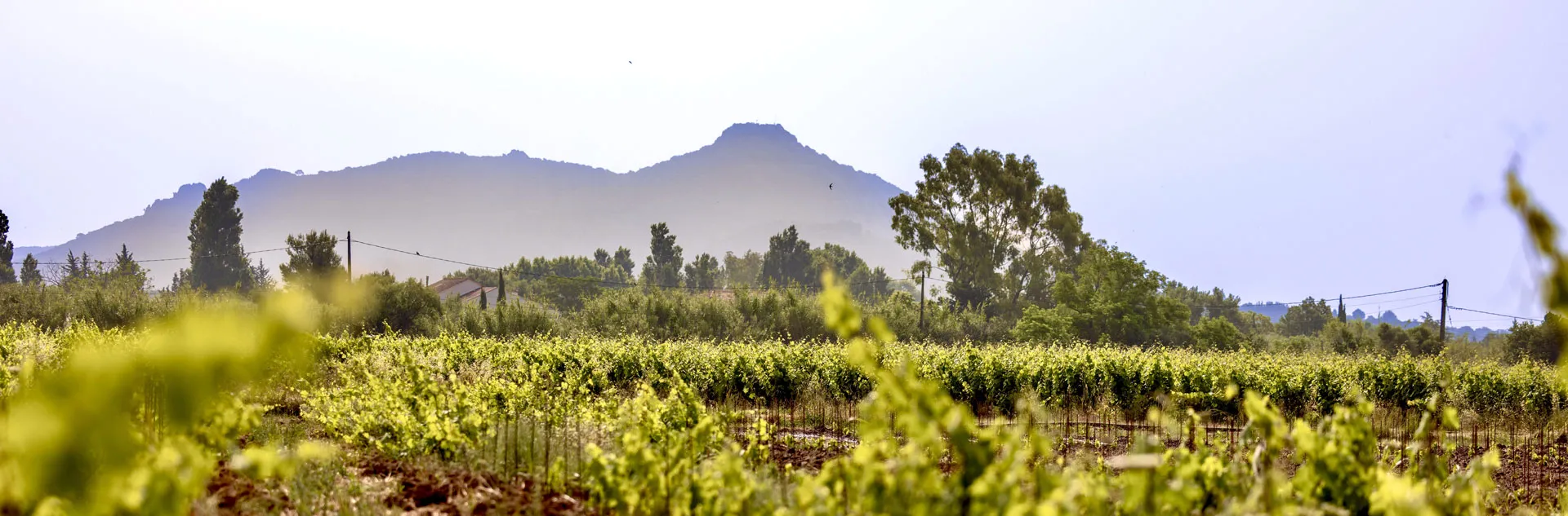 Domaine Matteri. Entre collines et mer.