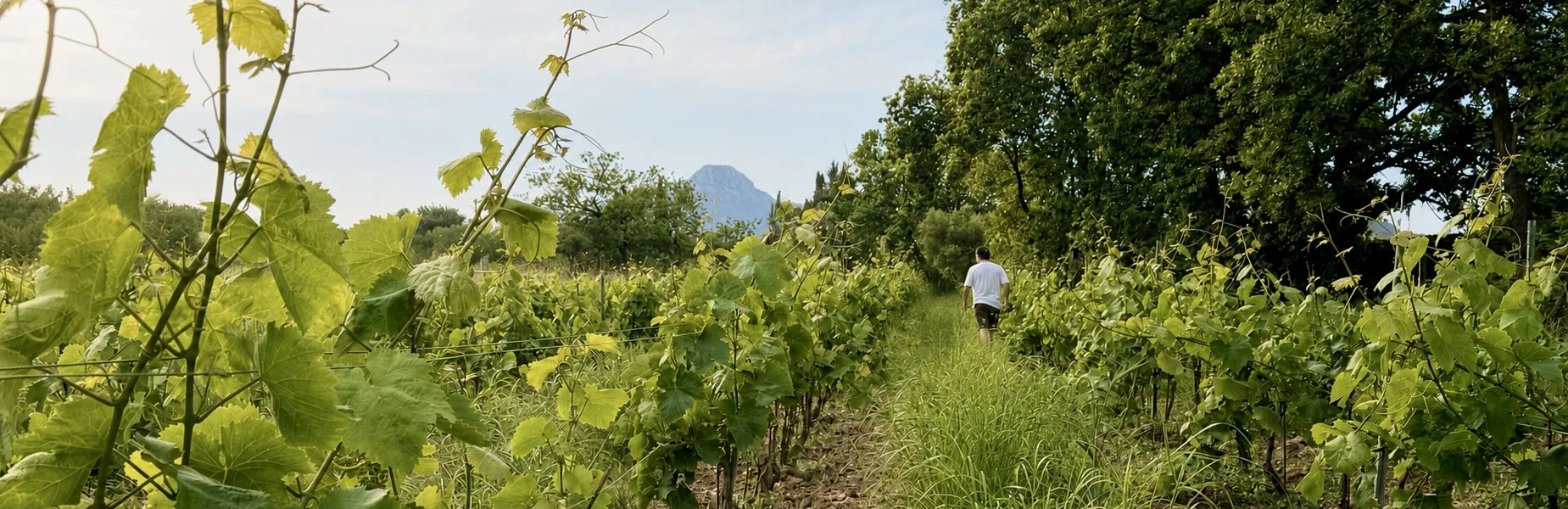 Domaine Matteri - L'essence du lieu
