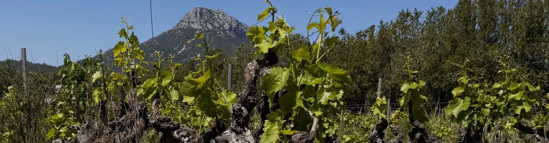Une terre cultivée depuis deux siècles. Une transformation douce depuis 2025