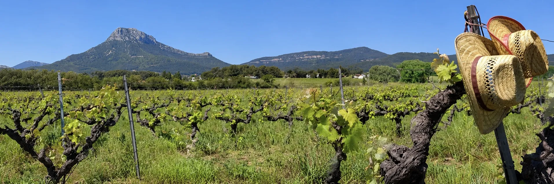 Domaine Matteri - Vivre à la vigne
