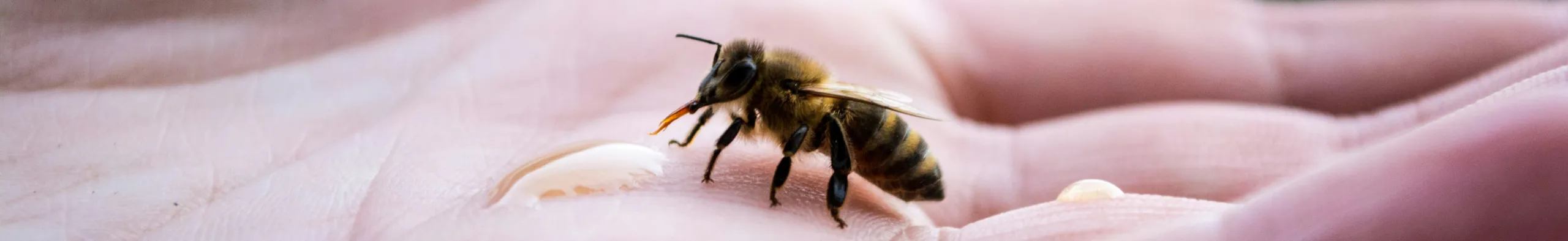 bannière abeille