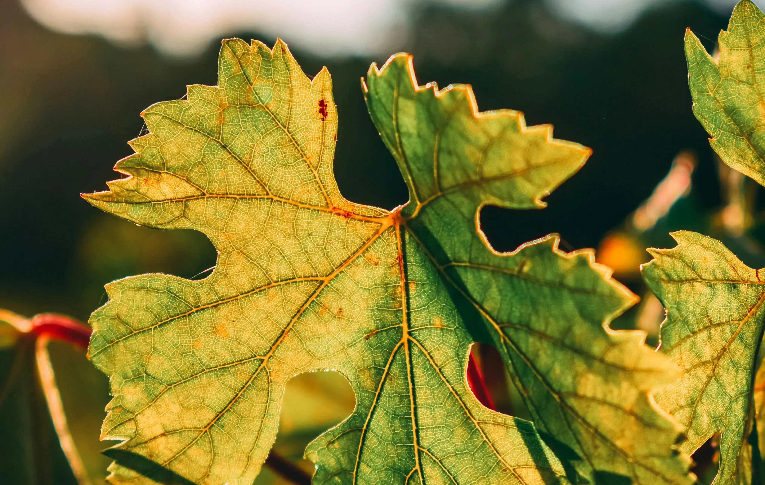 feuille de vigne