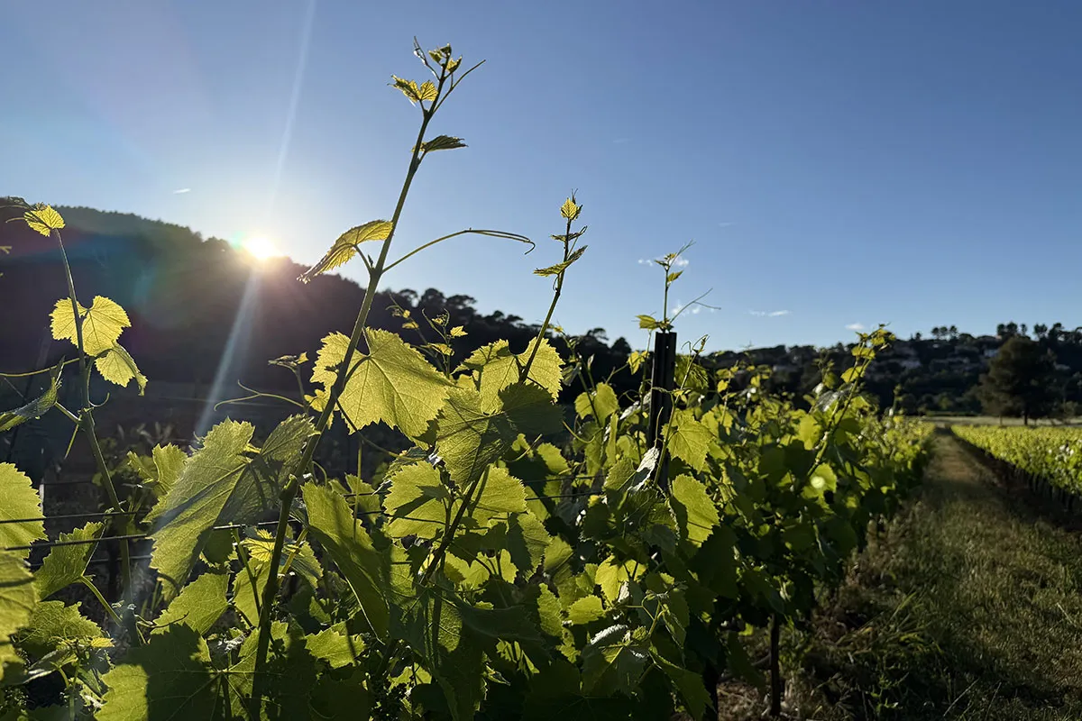 Domaine Matteri - Costebelle
