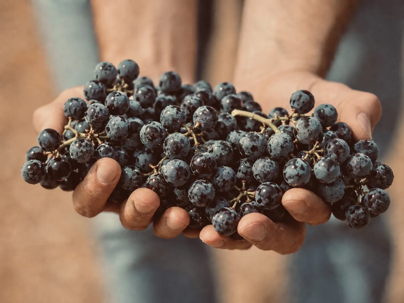 Domaine Matteri - Ce que nous voulons laisser