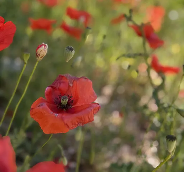 Domaine Matteri - Pilier environnemental