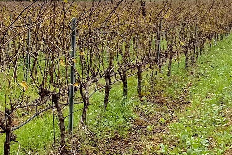 Domaine Matteri - Les couverts végétaux