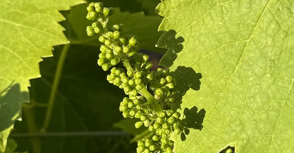 Domaine Matteri - Un écosystème complexe