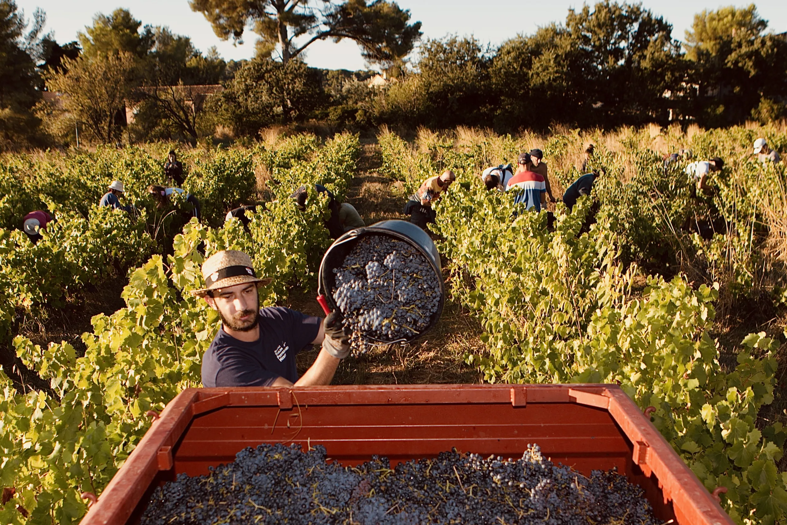Domaine Matteri - Le travail dans la vigne