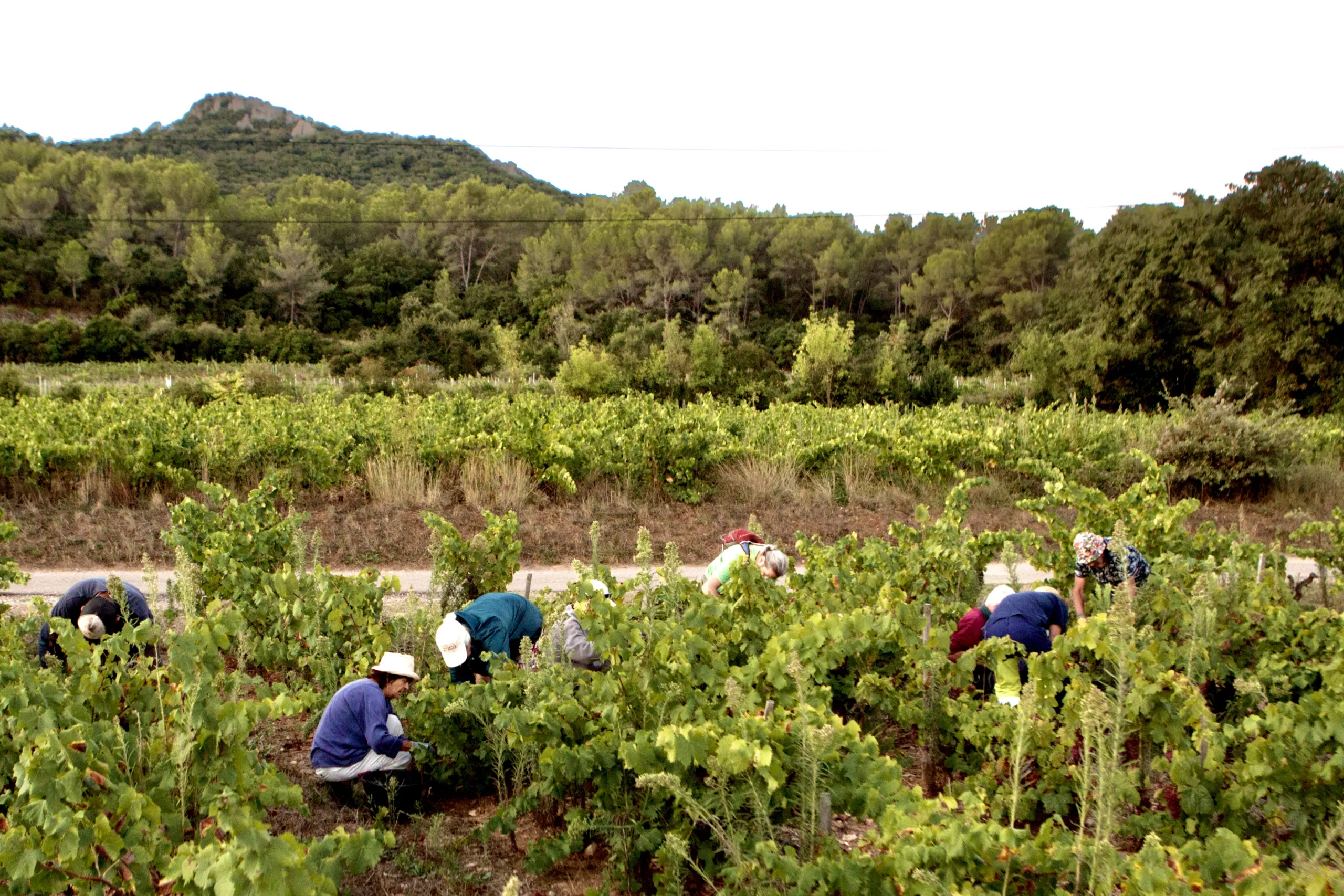 Domaine Matteri - Les vendanges