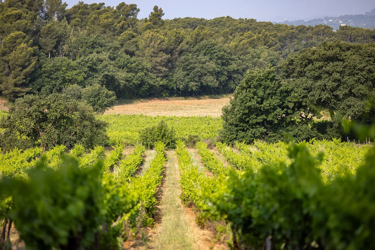 Domaine Matteri - La Bouisse