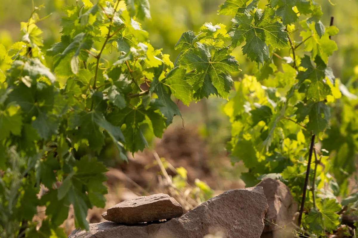 Domaine Matteri - Bergeron et Astouret