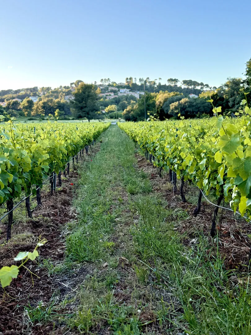 Domaine Matteri - Entrez dans le domaine